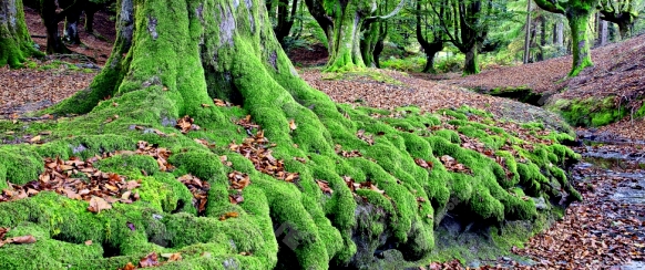 Beech forrest, Gorbea Natural Park, Basque Country, Spain
